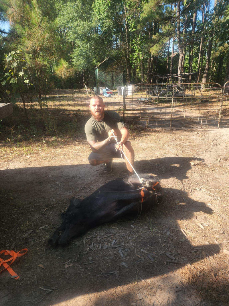 Texas Hog