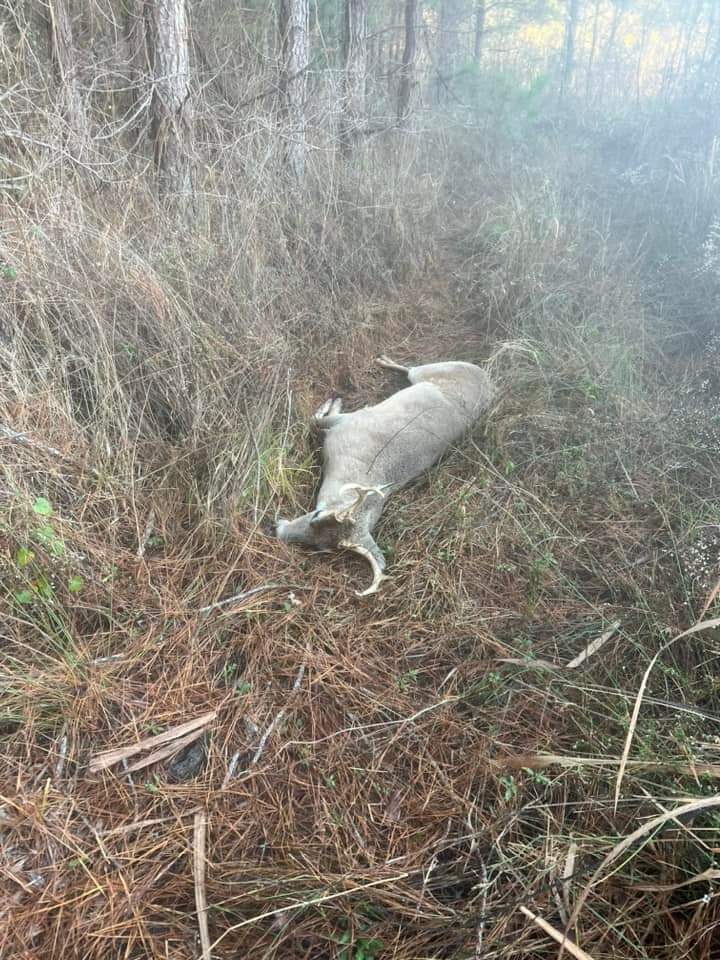 Trophy Harvest