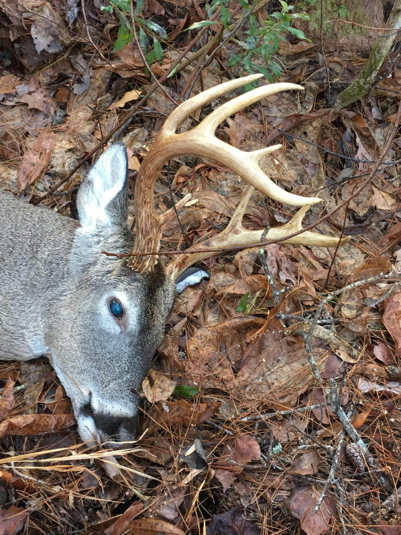 Trophy Harvest